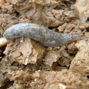 A solitary garden slug on the ground